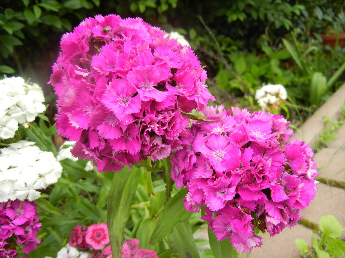 Dianthus barbatus (2012, June 05) - Dianthus Barbatus