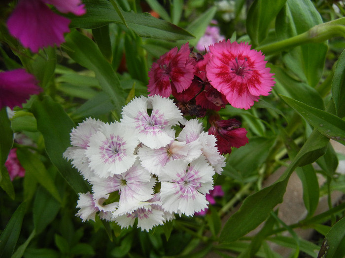Dianthus barbatus (2012, June 05) - Dianthus Barbatus