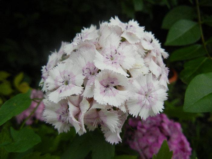 Dianthus barbatus (2012, June 05) - Dianthus Barbatus