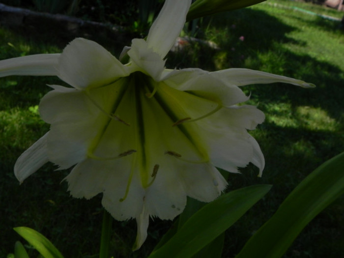  - Hymenocallis Sulphur Queen