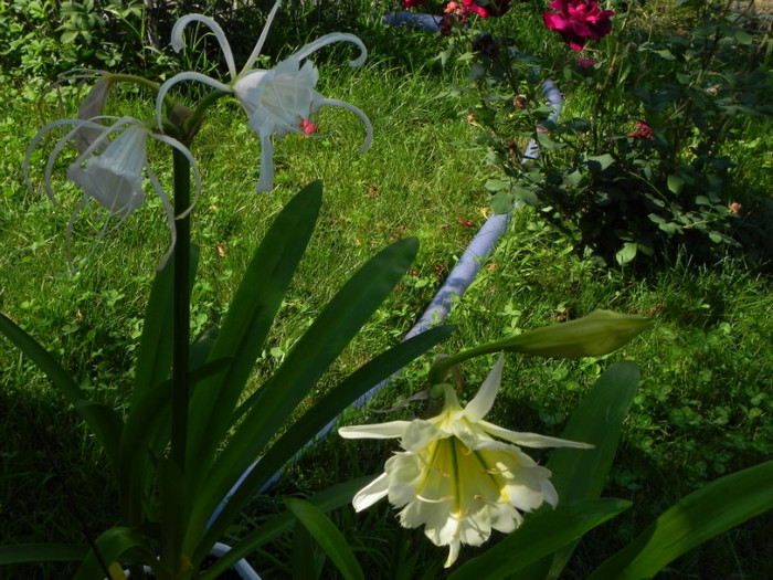 festalis vs. sulphur queen - Hymenocallis Sulphur Queen