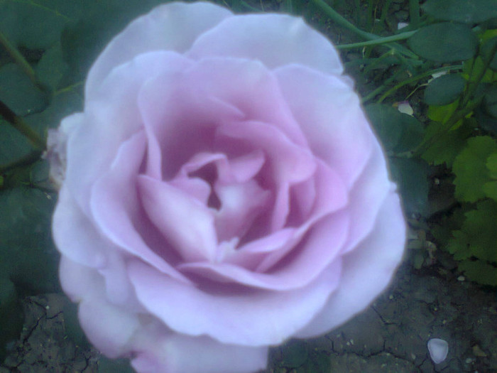  - Gradina 2012