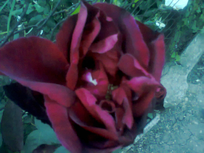  - Gradina 2012