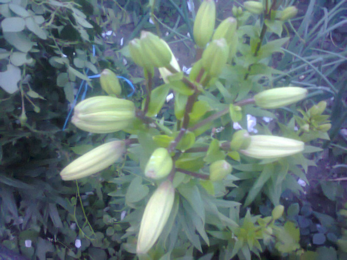  - Gradina 2012