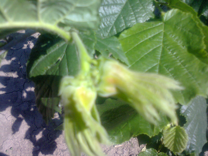 Alune - Gradina 2012