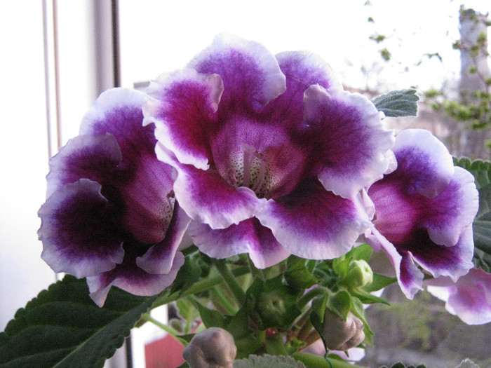 Gloxi Kaiser Wilhelm, aprilie 2012 - Gloxinia