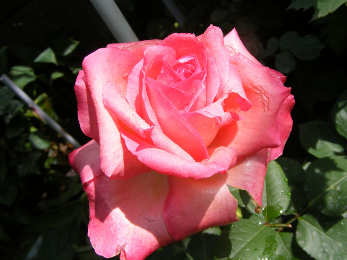 Aachener Dom; Th(Meilland1981)floare mare,peste 40petale,parfum mediu(9 din 10puncte)h0,8-1m
