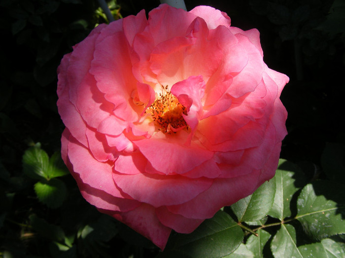 Aachener Dom; Th(Meilland1981)floare mare,peste 40petale,parfum mediu(9 din 10puncte)h0,8-1m
