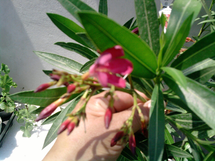 Picture 042