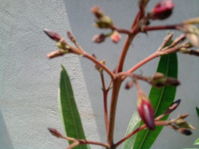 Picture 043