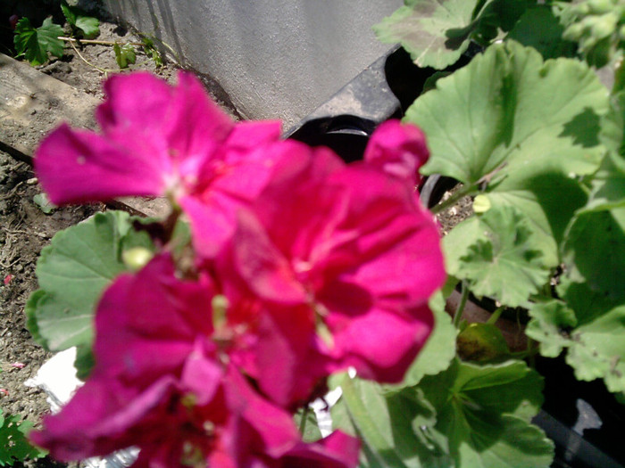 Picture 044