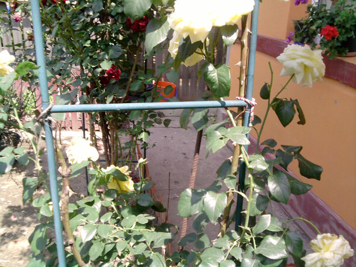 Picture 051