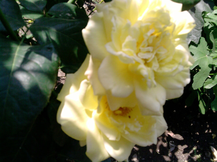 Picture 053
