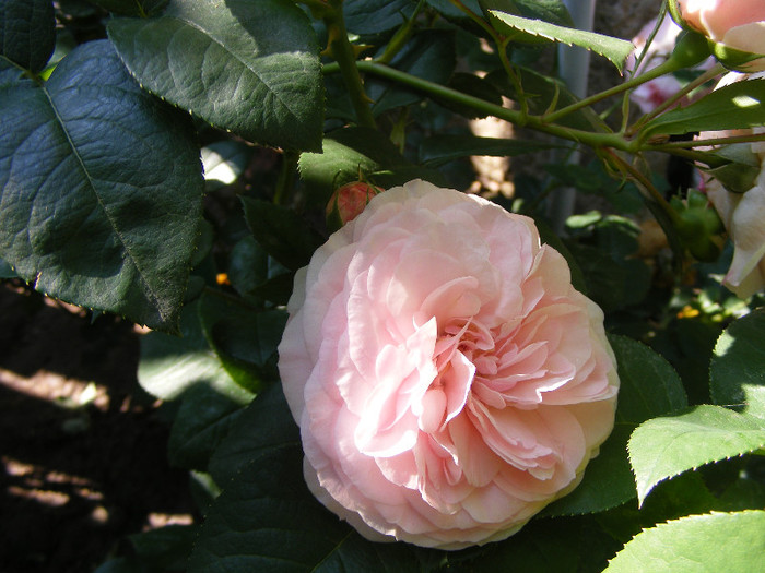 Mariatheresia - Trandafiri 2012