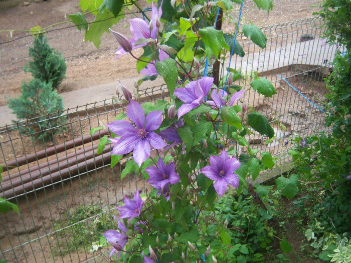 100_6829 - Clematis