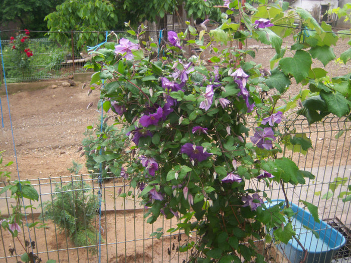 100_6830 - Clematis