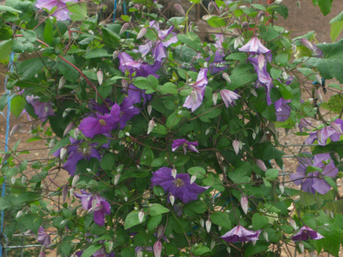 100_6831 - Clematis