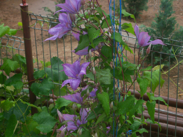 100_6832 - Clematis