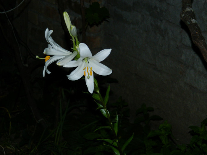 DSCN7632 - IUNIE  2012