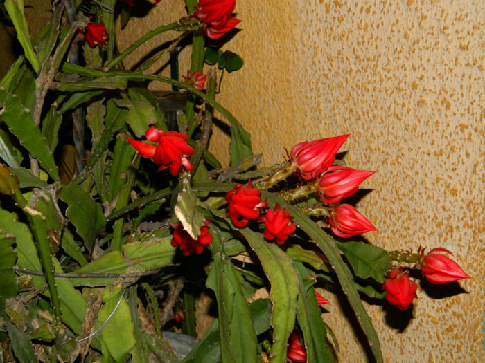 DSCN7645