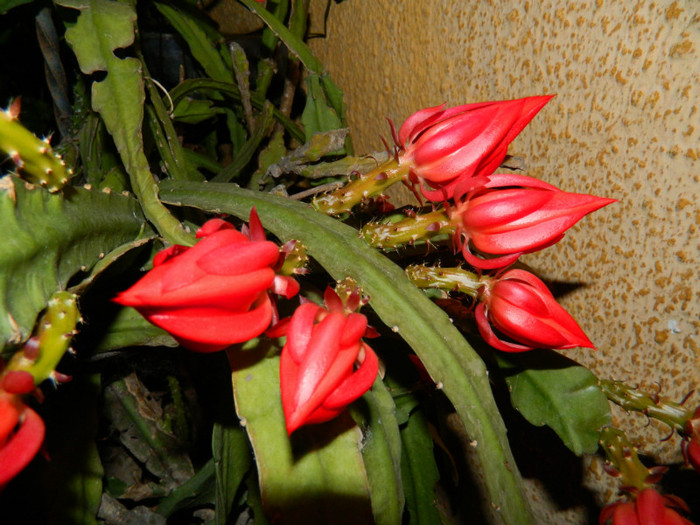 DSCN7646