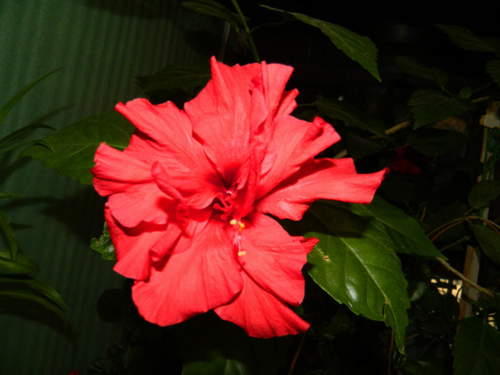 DSCN7653