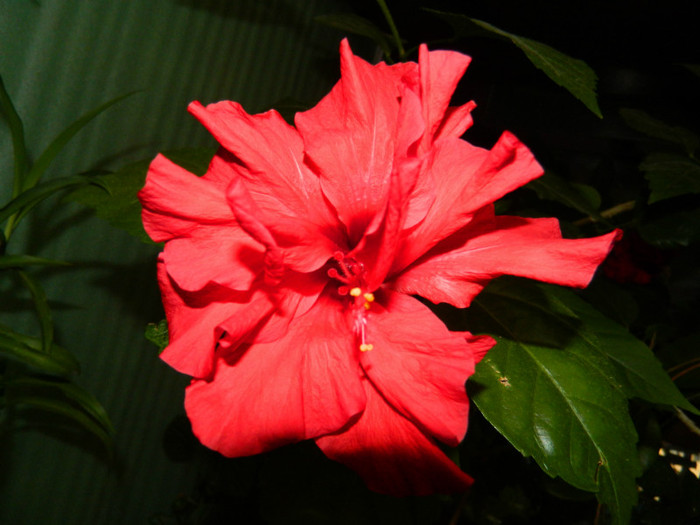 DSCN7658