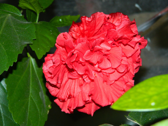 DSCN7659