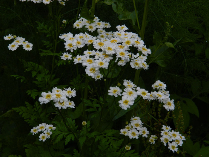DSCN7663