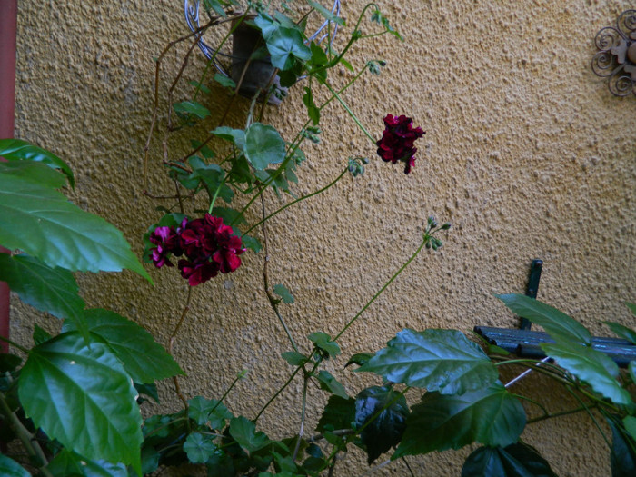 DSCN7719