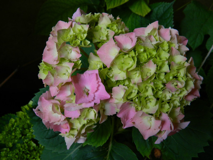 DSCN7728