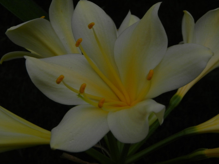My Goodness - CLIVIA