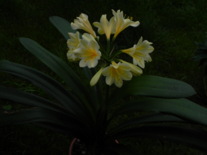 My Goodness - CLIVIA