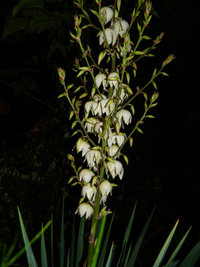 DSCN7749 - IUNIE  2012