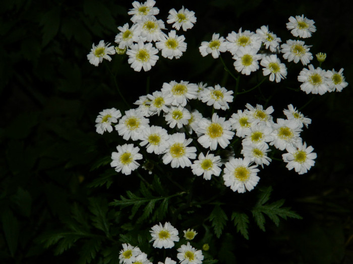 DSCN7763 - IUNIE  2012