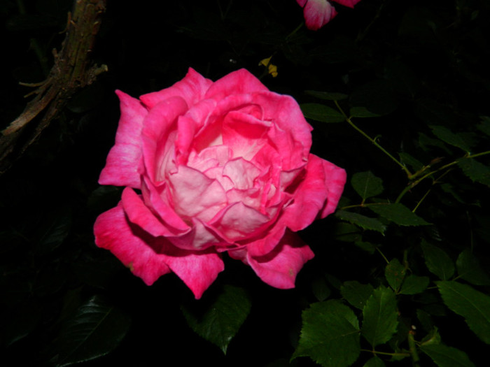 DSCN7765