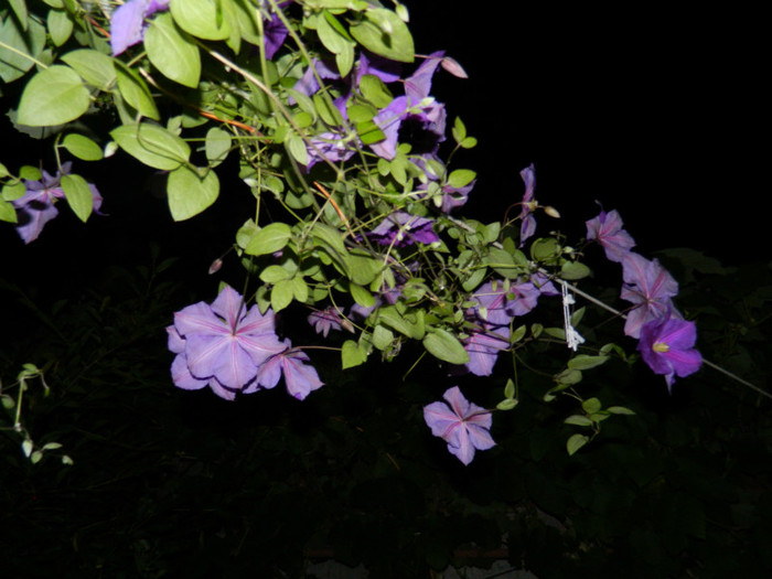 DSCN7767
