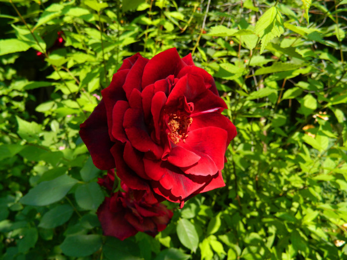 DSCN7788