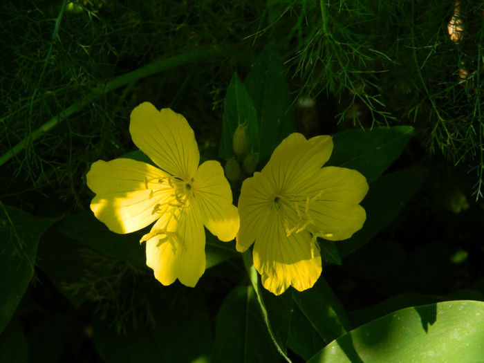 DSCN7791