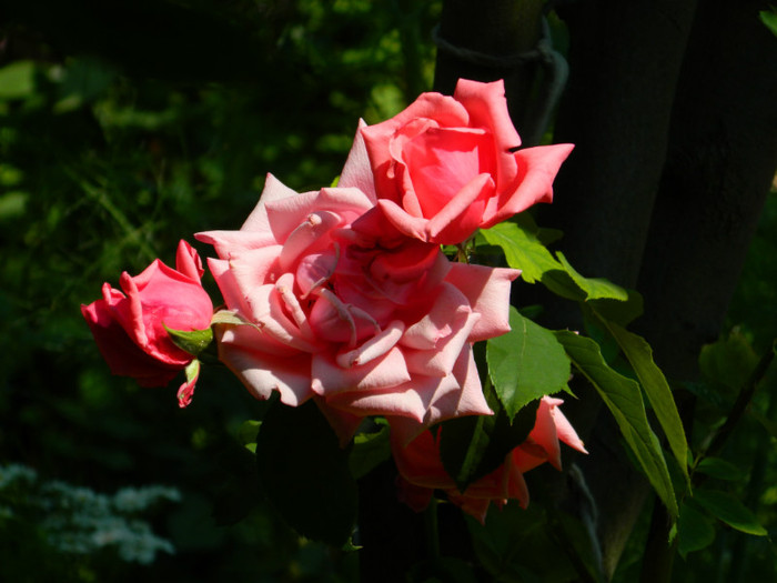 DSCN7814