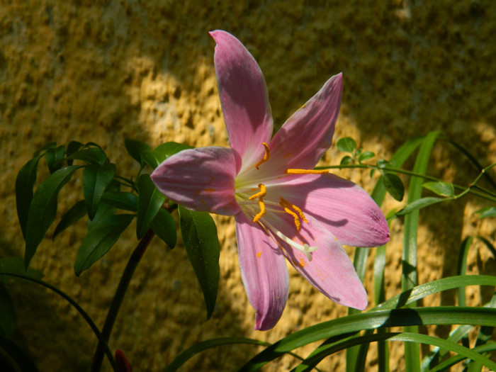 DSCN7843 - IUNIE  2012