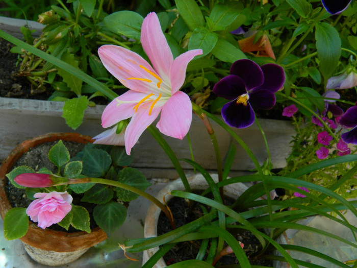 DSCN7845 - IUNIE  2012