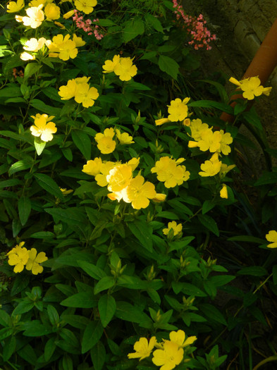 DSCN7847