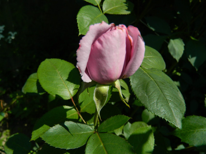 DSCN7863