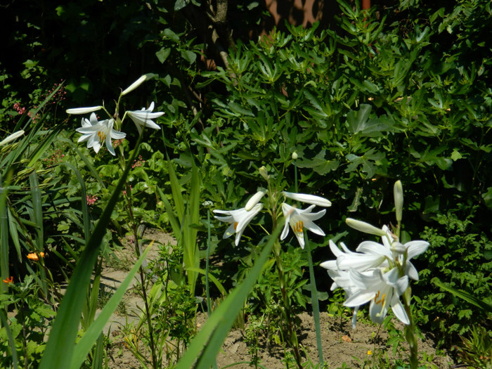 DSCN7864