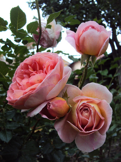 Abraham Darby - 1 Trandafiri- sumar