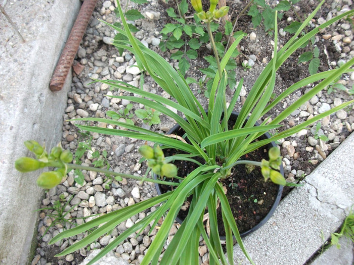 Hemerocallis stella d'oro - Achizitii flori Ungaria