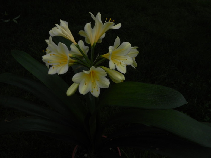 My Goodness - CLIVIA