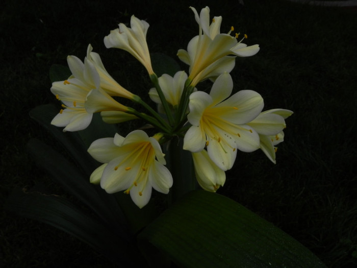 My Goodness - CLIVIA