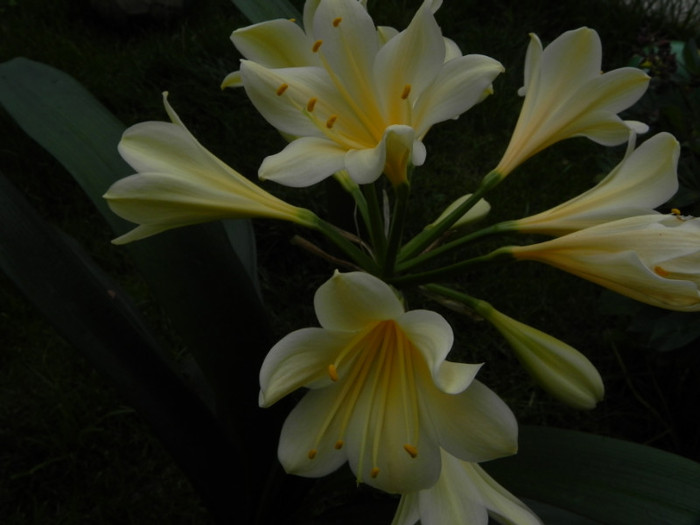 My Goodness - CLIVIA